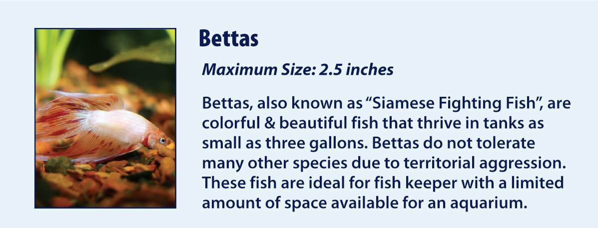 Bettas